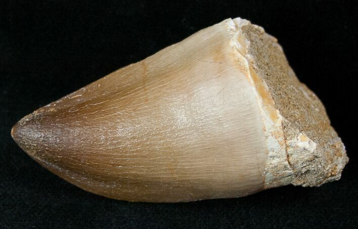 XL Mosasaur (Prognathodon) Tooth #13579